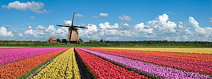 field of petal flower and windmill during day time