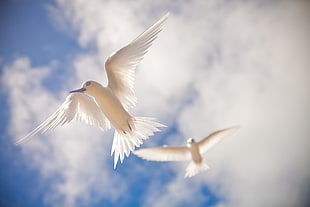 two white birds flying under white and blue sky during daytime HD wallpaper