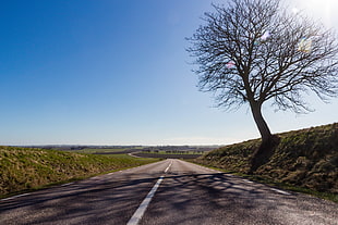silhouette of tree  near gray concrete road
