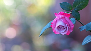pink flowering rose plant, rose, flowers