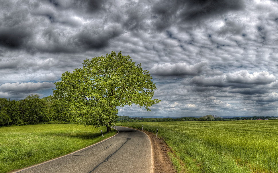 green and white leaf plant, landscape, sky, road, trees HD wallpaper