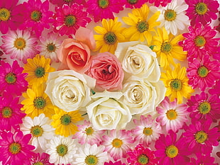 photography of white and pink roses surrounded by daisy flowers flower arrangement
