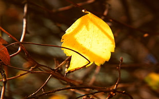 yellow leaf plant with brown twig closeup photo