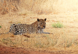 photo of brown and black leopard sitting on brown dries grasses during daytime HD wallpaper