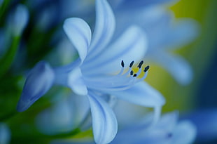 blue lily o the Nile flower in close up photography HD wallpaper