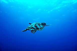 white and brown sea turtle, underwater, photography, turtle, blue