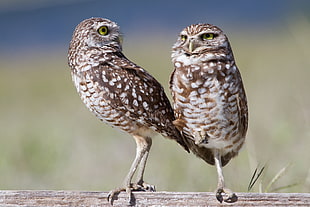 two brown-and-white Owls perched on wood surface HD wallpaper
