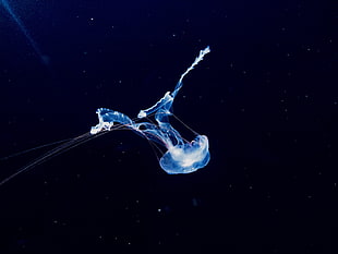 blue jellyfish, Jellyfish, Swim, Underwater world