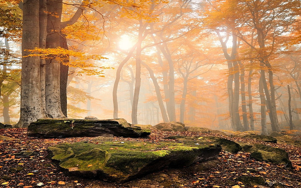 maple tree, landscape, nature, forest, fall HD wallpaper