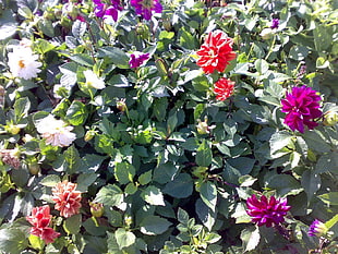 red, white, and pink flowers at daytime