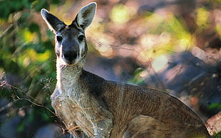 selective photography of kangaroo