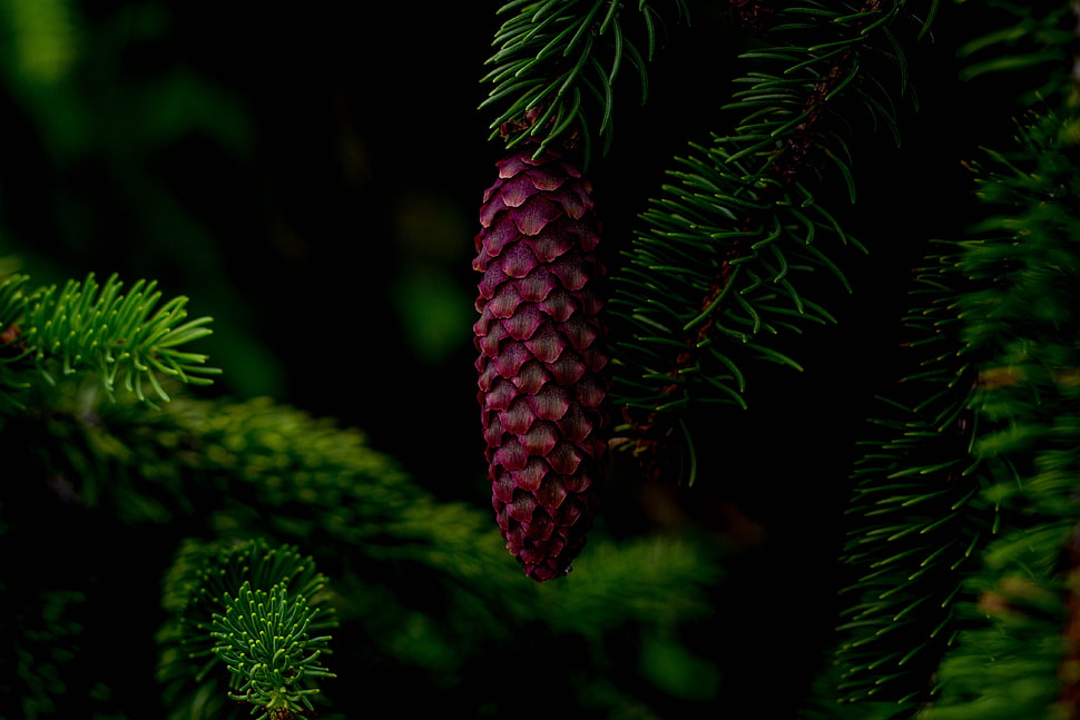 red pine cone, Cone, Tree, Branch HD wallpaper