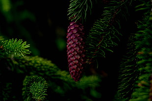 red pine cone, Cone, Tree, Branch
