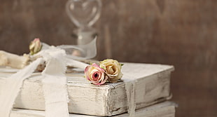 shallow depth of field photo of pink and yellow petaled roses on beige surface