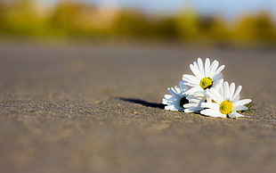 daisy flower on concrete road