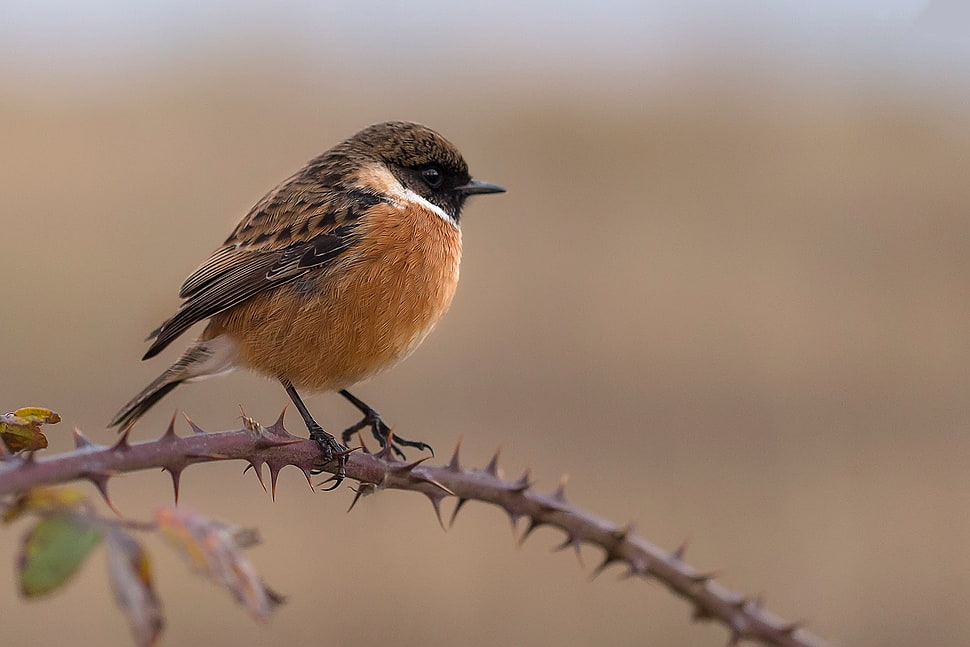 brown sparrow perch on thorny branch HD wallpaper