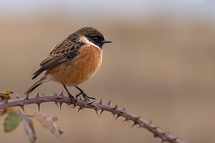 brown sparrow perch on thorny branch