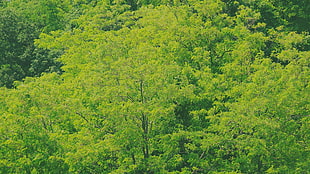 green tress, nature, Italy, green, trees HD wallpaper