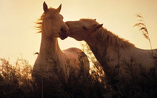 two white horses, animals, horse HD wallpaper