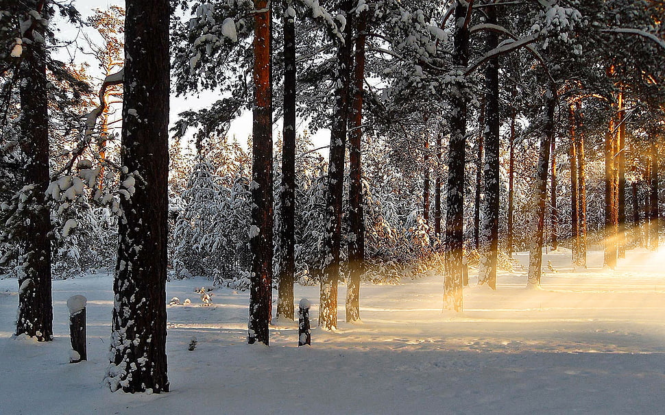 snow capped trees HD wallpaper