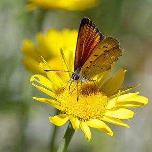 common blue butterfly on yellow petaled flower, argus