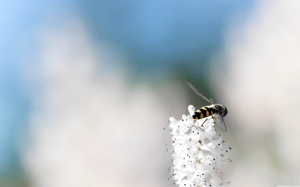 yellow and black bee, macro, simple background, minimalism, flowers HD wallpaper