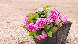 pink Rose flowers in gray vase