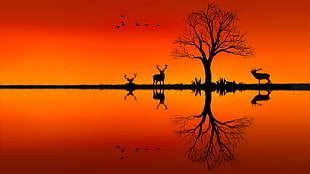 silhouette of deer and trees during sunset, nature, landscape, animals, trees