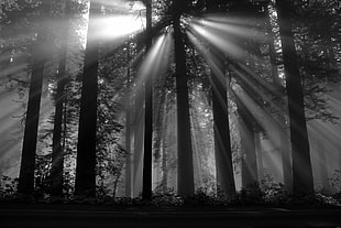 black and white floral curtain, photography, nature, Black forest, sun rays HD wallpaper