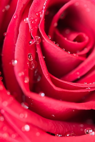bokeh photography of red rose HD wallpaper