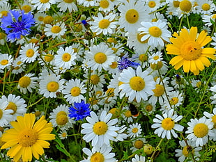 white-yellow-and-purple daisy flowers, nature