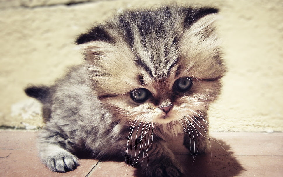 short-fur black and gray kitten HD wallpaper