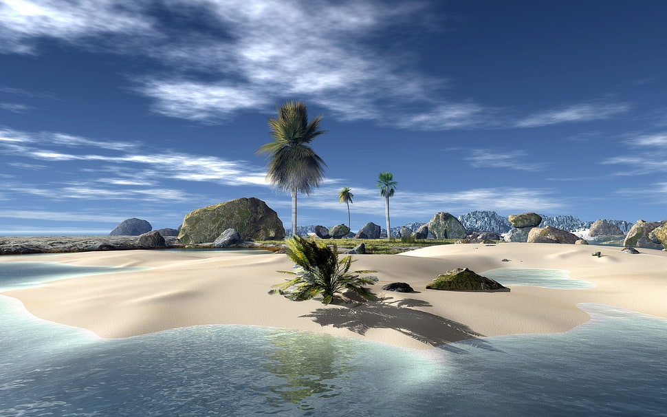 palm trees in island HD wallpaper