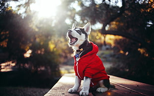 white and gray Siberian Husky puppy wearing red jacket sitting on brown wooden table HD wallpaper