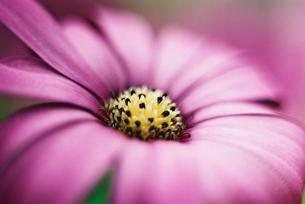 micro photography of pink petaled flower HD wallpaper