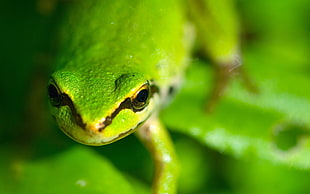 shallow focus photography of green and black frog