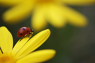 close up photo of ladybug perched on yellow petaled flower