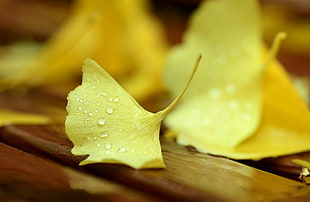 shallow focus photography of yellow flower HD wallpaper