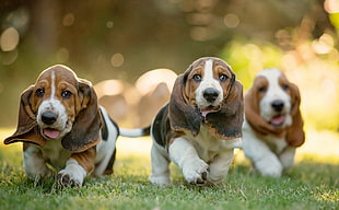 selective focus three tricolor Basset Hound puppies walking on green grass field at daytime