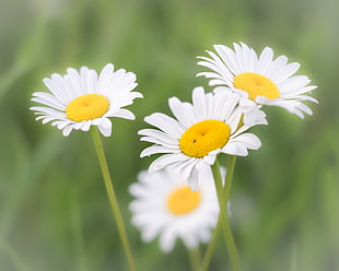 four white daisy flower closed up photography, daisies HD wallpaper