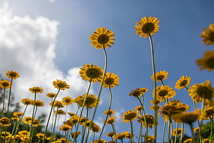 low angle photo of yellow sunflowers field