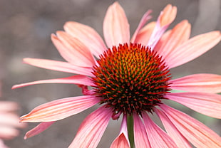 pink and red flower in macro shot photography, echinacea HD wallpaper