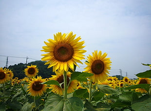 scenery of sunflowers