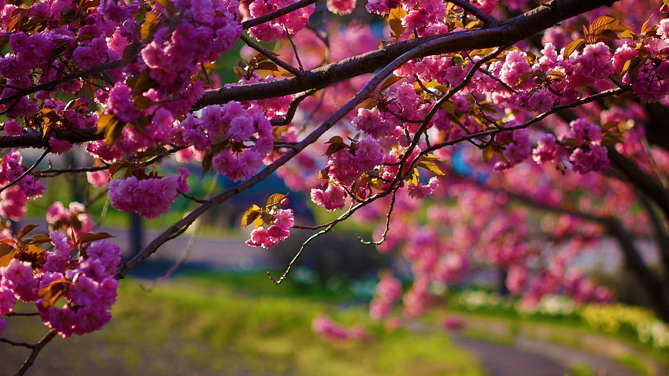 pink Cherry Blossoms in closeup photo at daytime HD wallpaper