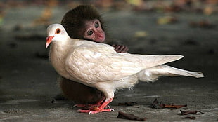 white pigeon and brown monkey, dove, monkey
