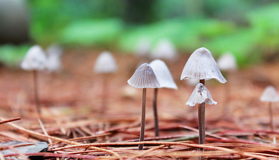 depth of field photography of mushrooms on ground HD wallpaper