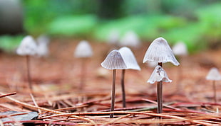 depth of field photography of mushrooms on ground