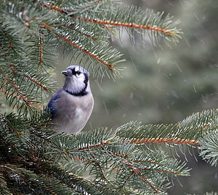 grey and blue bird on tree during daytime HD wallpaper