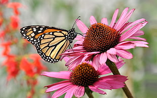 brown butterfly on pink petaled flowers