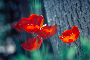 four red petaled flowers close-up photography, tulips HD wallpaper